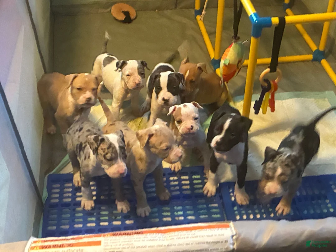 American Bully dogs for sale: American Bully 4 - Ad 3