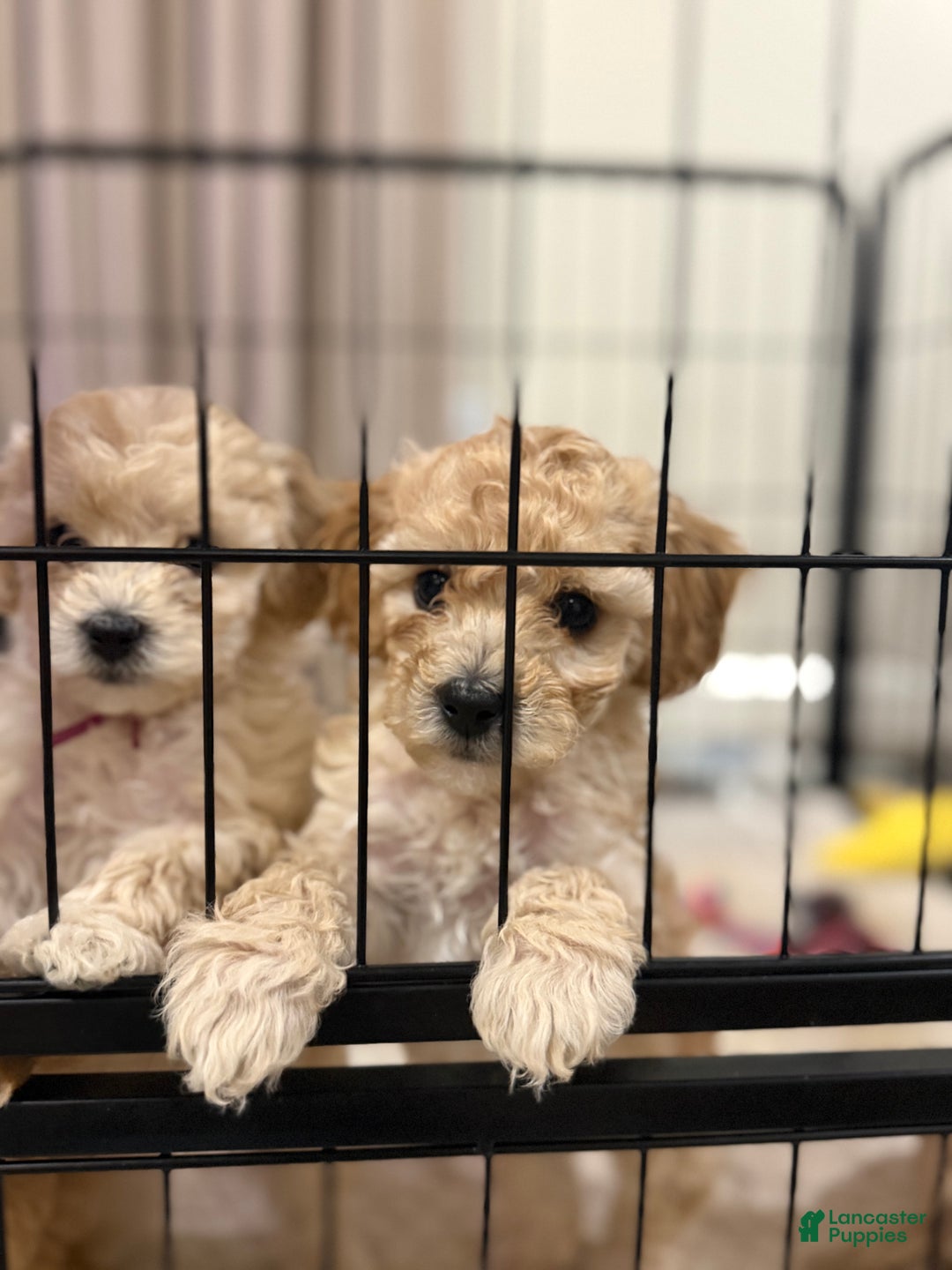 Bichpoo dogs for sale: Bichon frise Puppy 4 - Ad 2