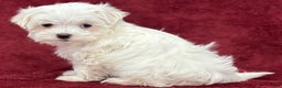 Maltese dogs for sale: Hope - Ad 3