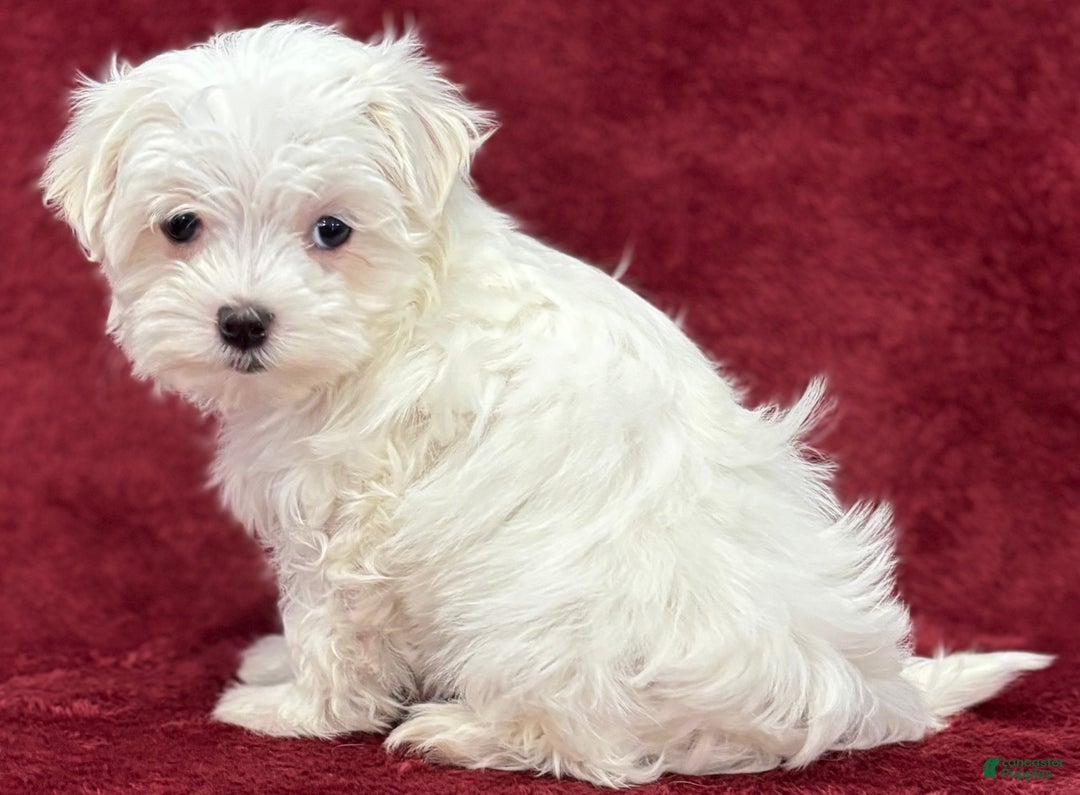 Maltese dogs for sale: Hope - Ad 3