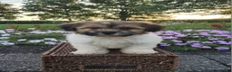 Teddy Bear dogs for sale: Casey - Ad 3