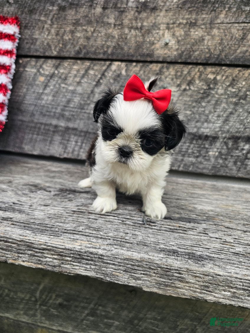 Shih Tzu dogs  Nina - Ad 2
