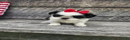 Shih Tzu dogs for sale:  Nina - Ad 2
