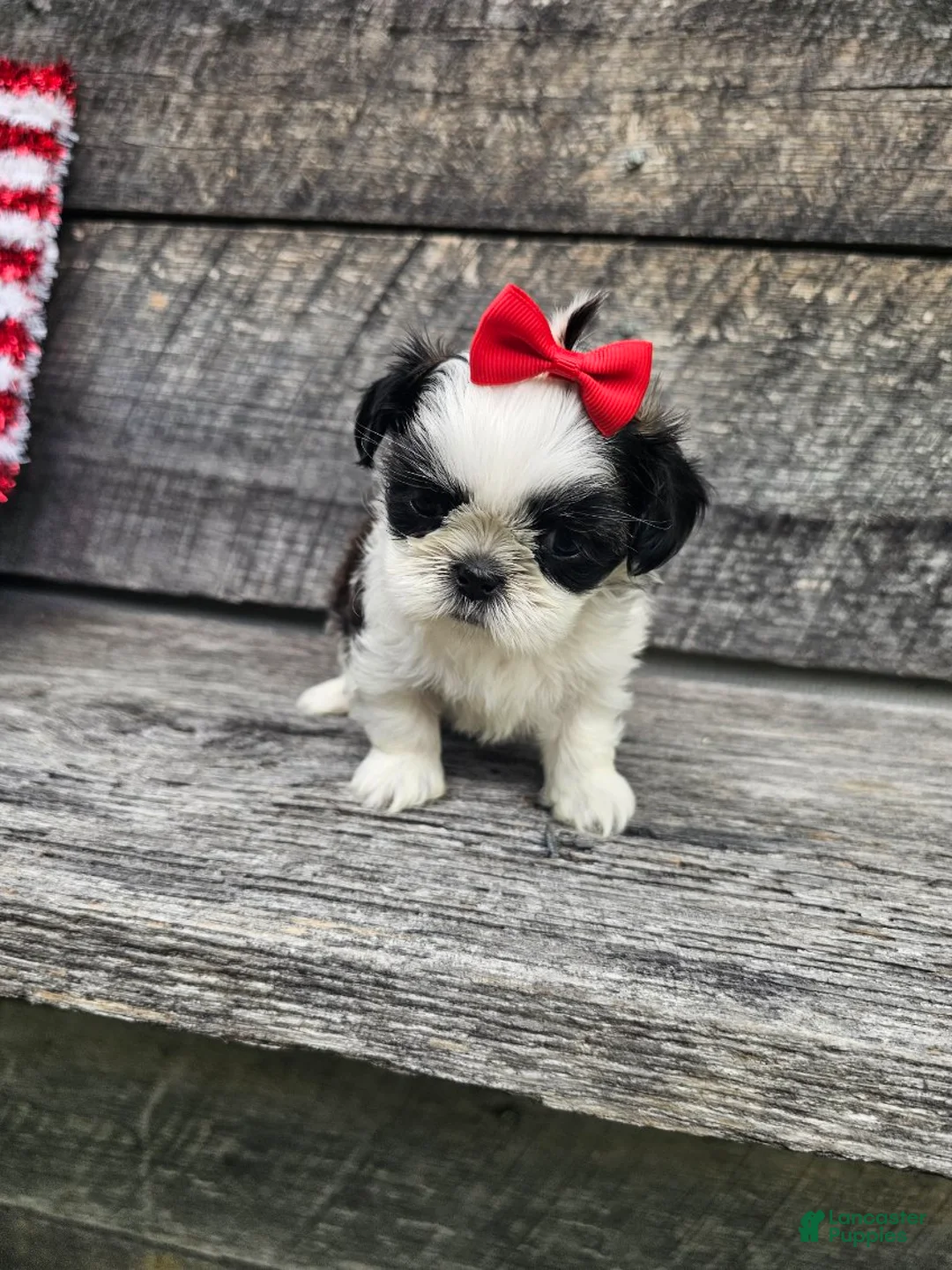 Shih Tzu dogs for sale:  Nina - Ad 2