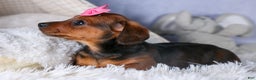 Miniature Dachshund dogs for sale: Jenny - Ad 14