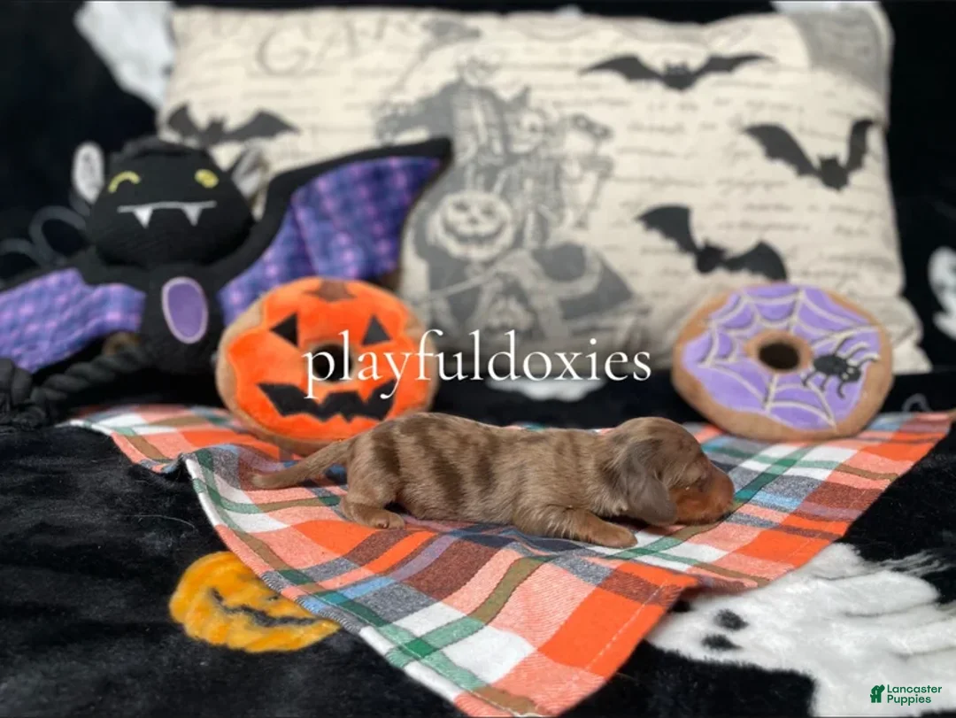 Miniature Dachshund dogs for sale: Ravioli's Long Haired Chocolate & Tan Dapple Boy - Ad 3