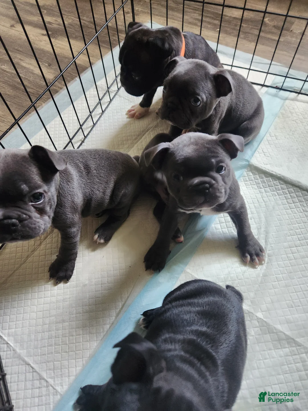 Frenchton dogs for sale: Pugsley  - Ad 2