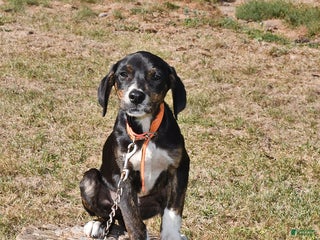 Mixed Breed dogs - Ad 28