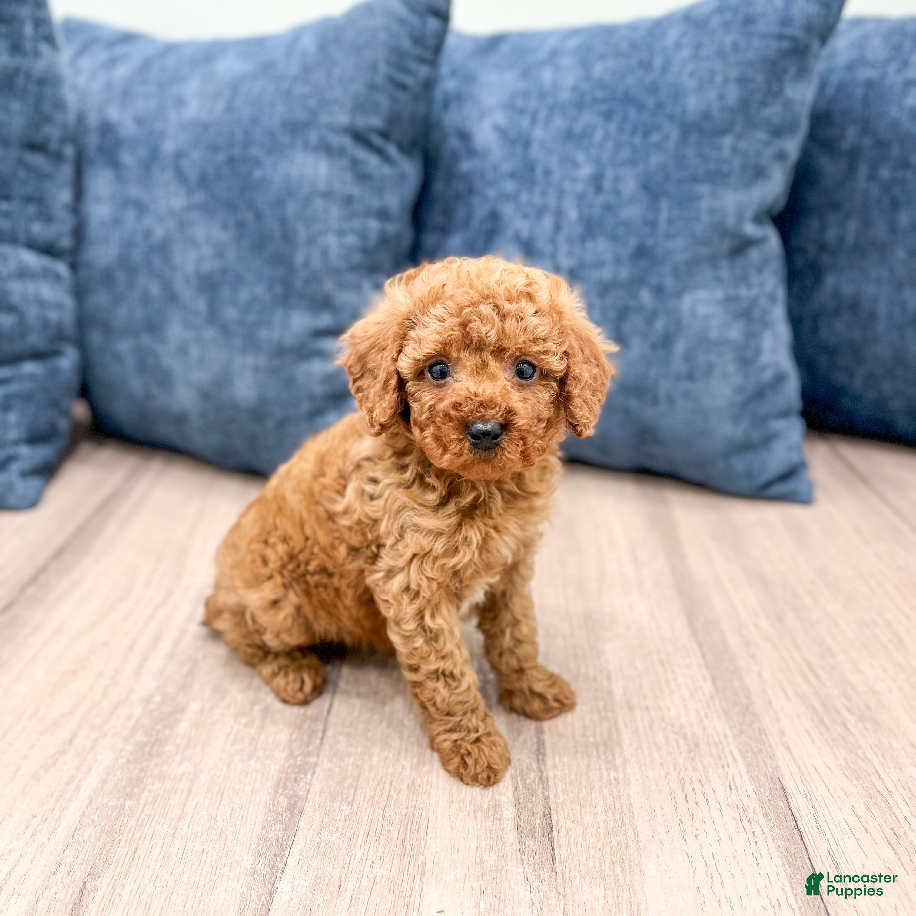 Miniature Poodle dogs Wally - Ad 1