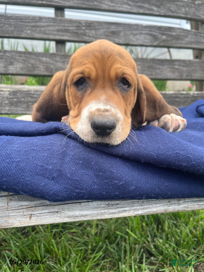 Basset Hound dogs Jett - Ad 1