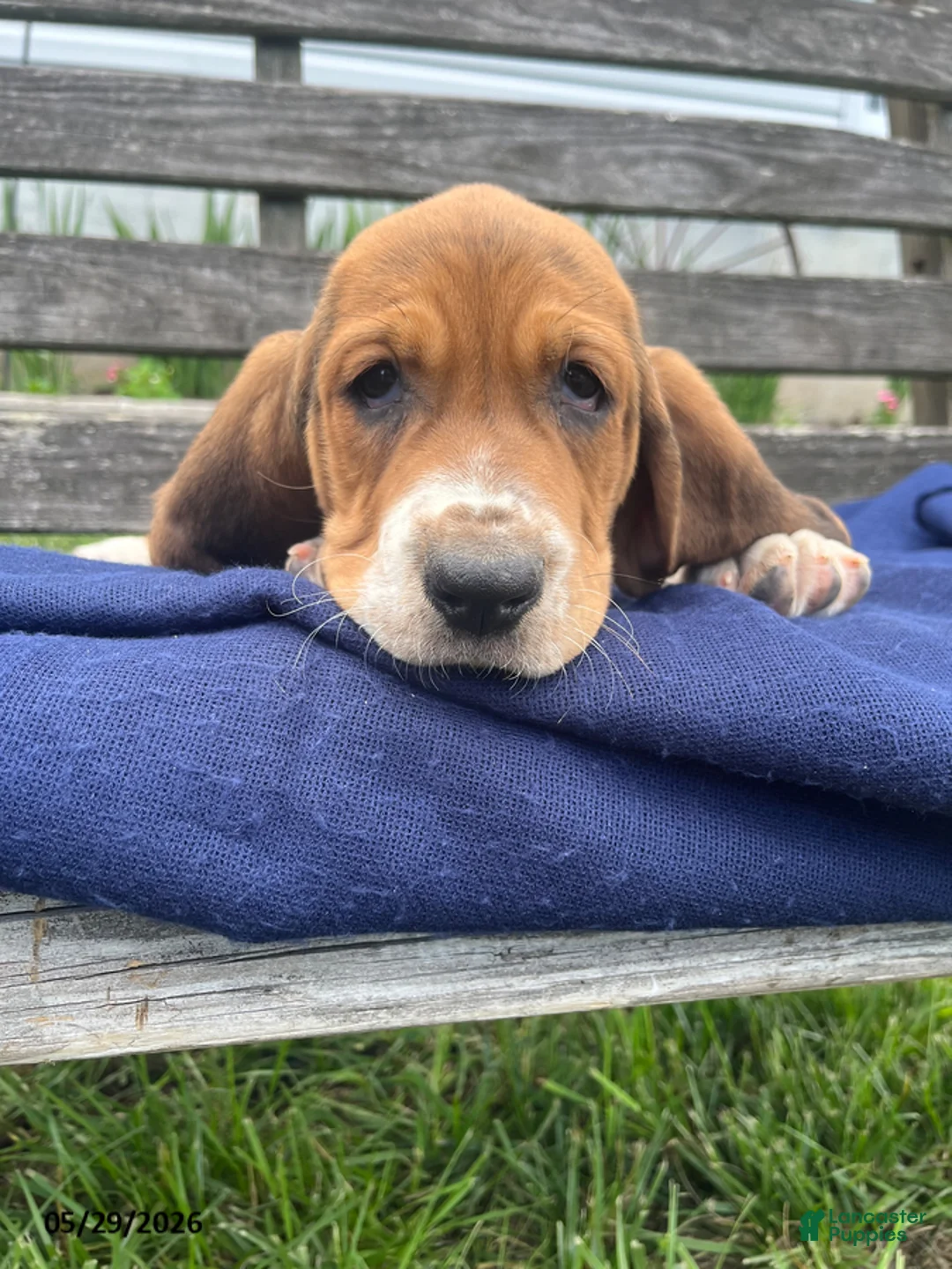 Basset Hound dogs for sale: Jett - Ad 1