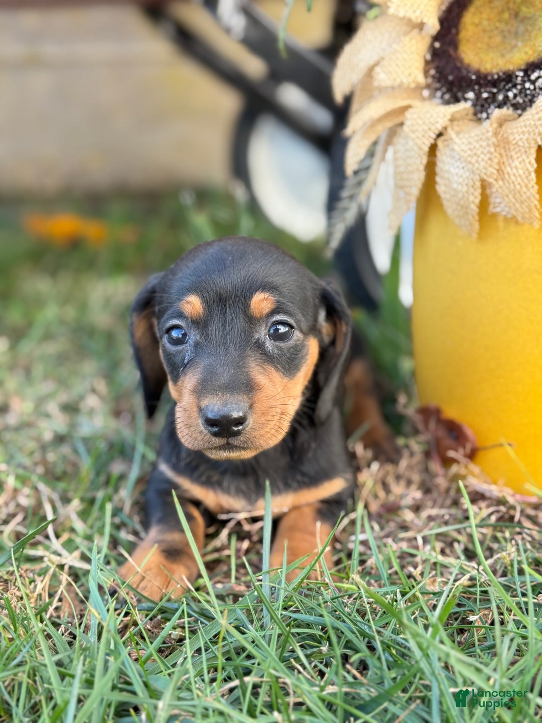 Miniature Dachshund dogs for sale: Camille - Ad 4