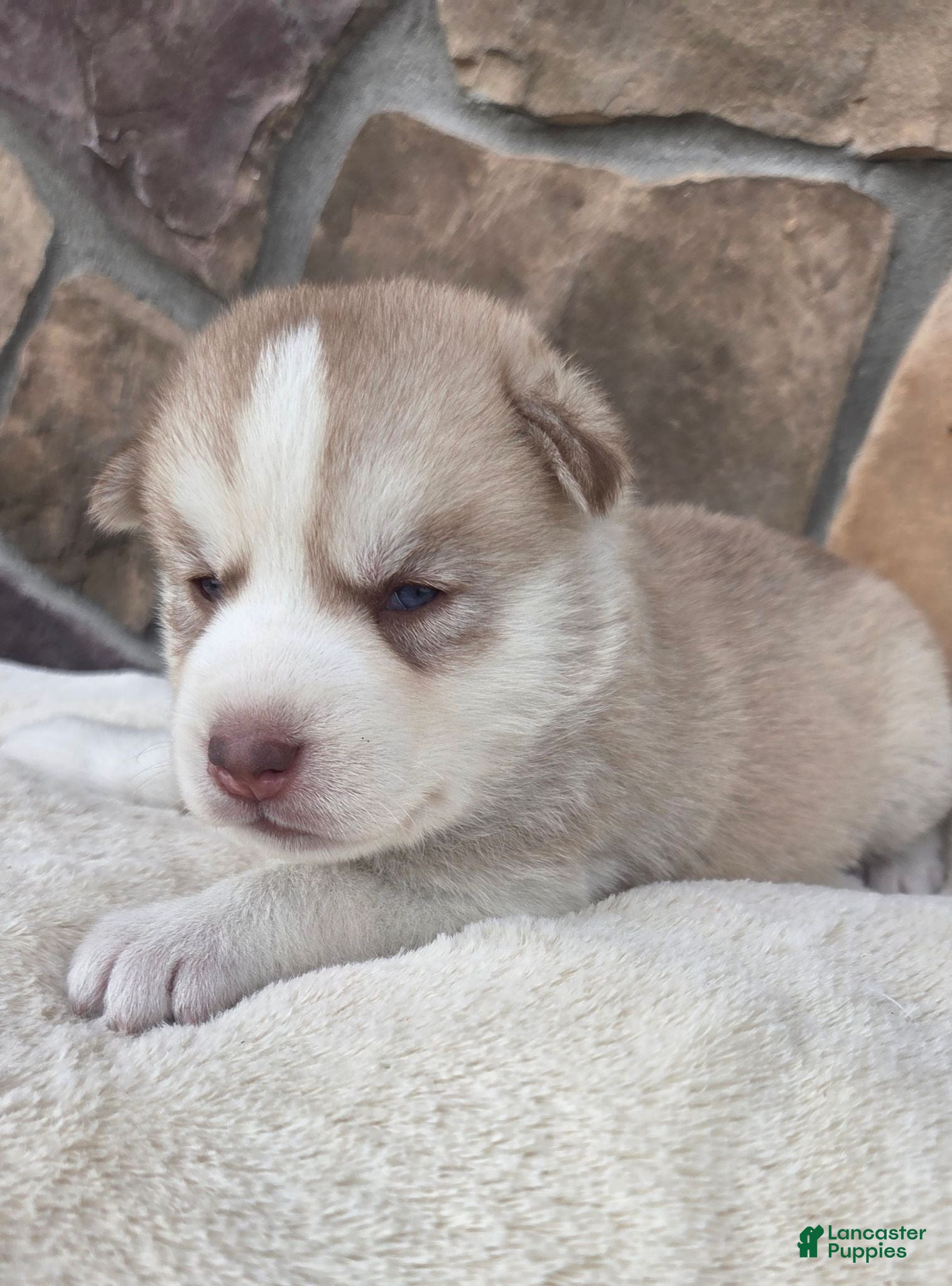 Siberian Husky dogs Galaxy - Ad 1