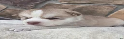 Siberian Husky dogs for sale: Galaxy - Ad 1