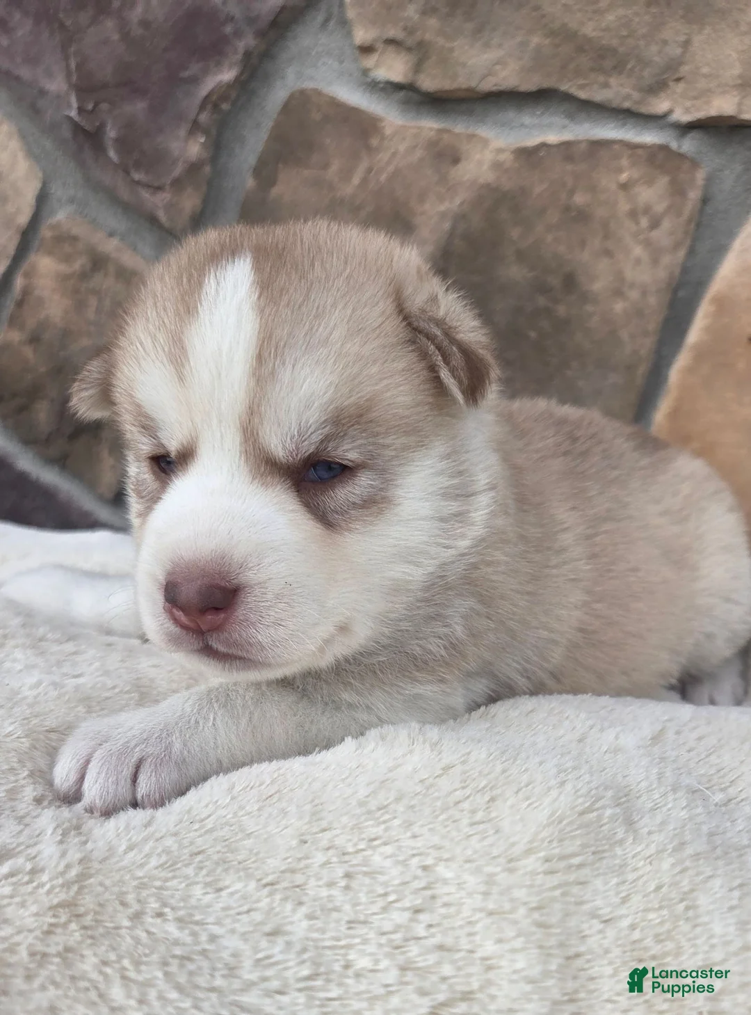 Siberian Husky dogs for sale: Galaxy - Ad 1