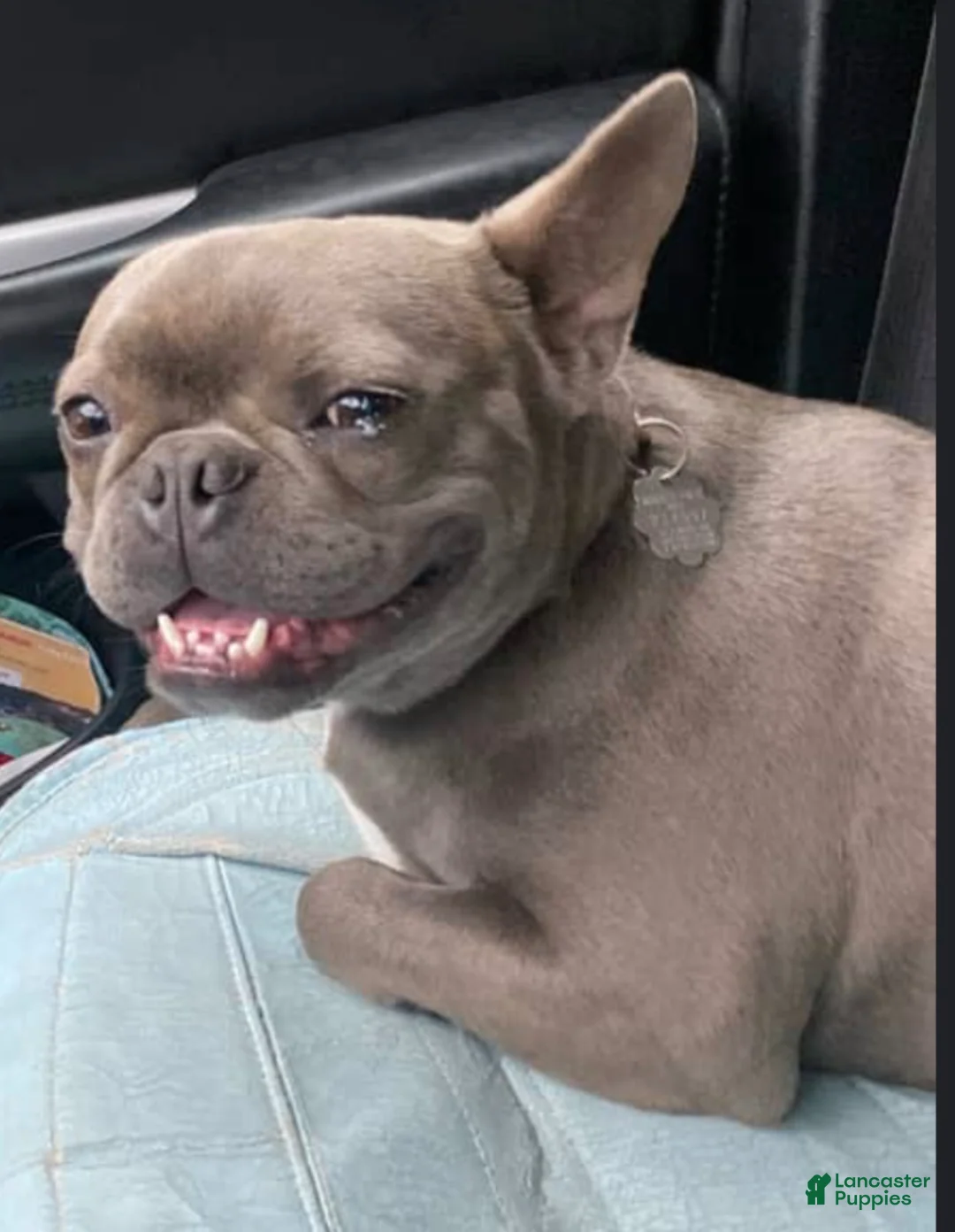 Frenchton dogs for sale: Frenchton 1 - Ad 2