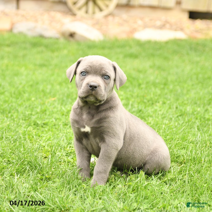Cane Corso dogs Sierra - Ad 2