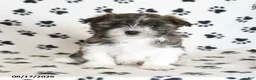 Malshi dogs for sale: Eeyore - Ad 4