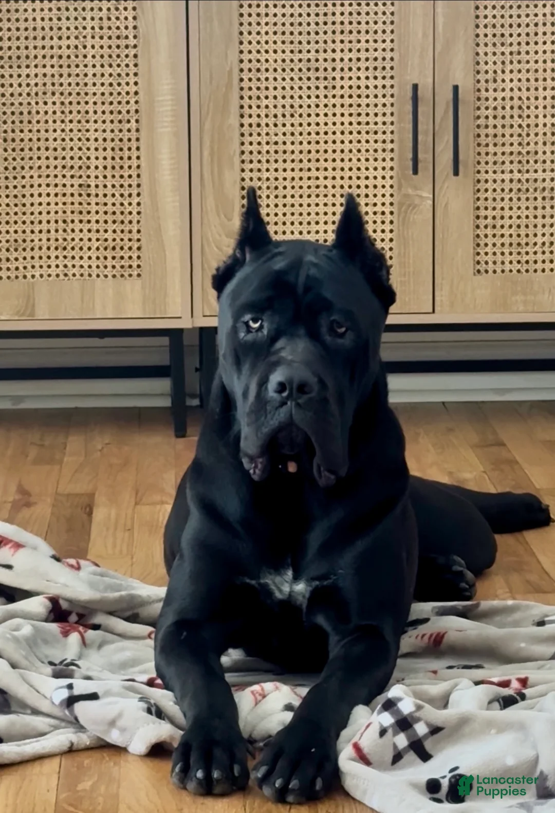 Cane Corso dogs for sale: Cane Corso Puppy 2 (pink) - Ad 2