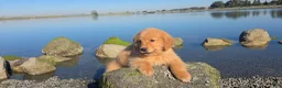 Golden Retriever dogs for sale: Golden Retriever Puppy 2 - Ad 4
