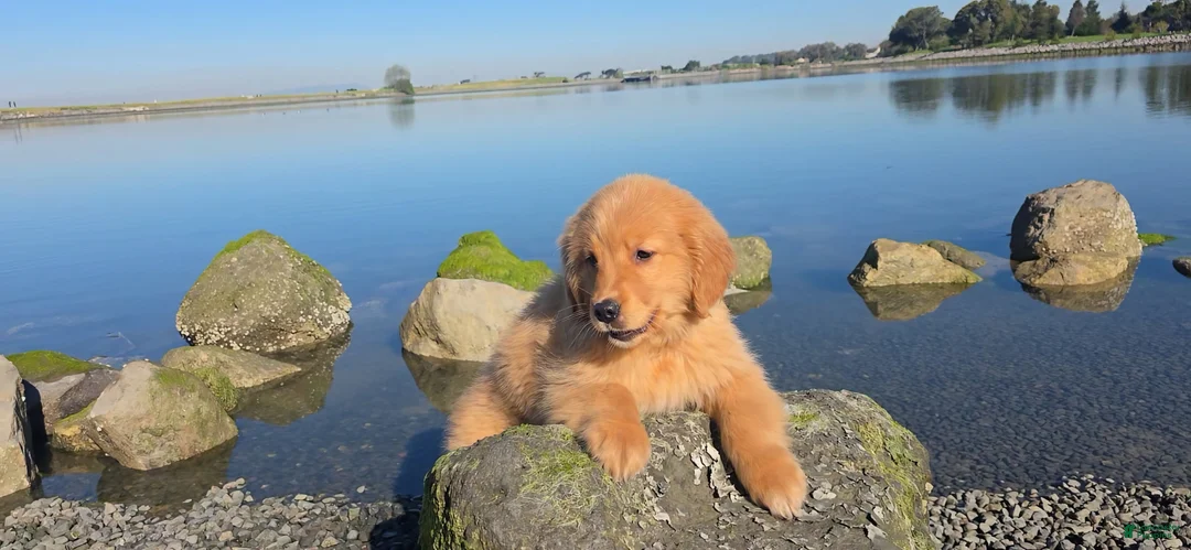 Golden Retriever dogs for sale: Golden Retriever Puppy 2 - Ad 4