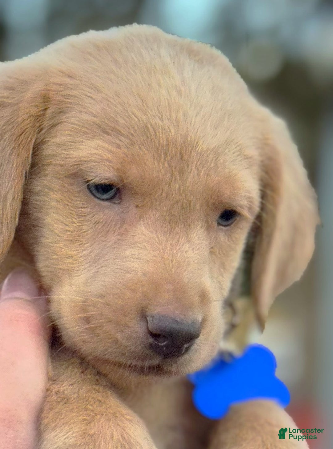 Labrador Retriever dogs for sale: Labrador Retriever Puppy 2 - Ad 4