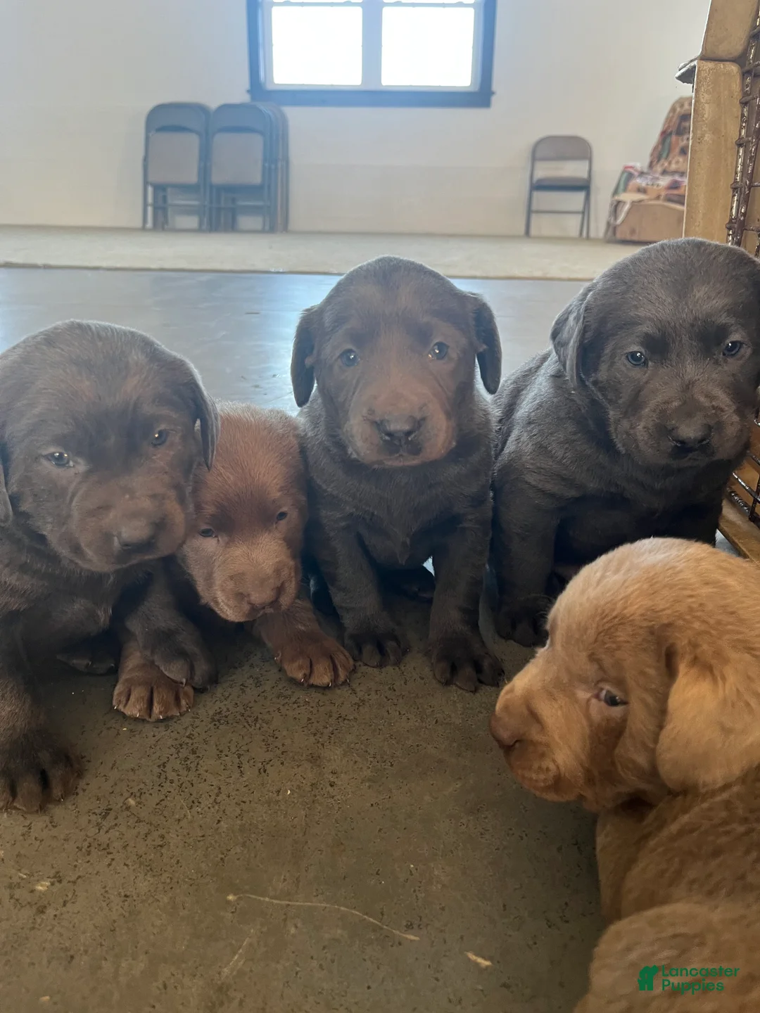 Labrador Retriever dogs for sale: Roscoe - Ad 3