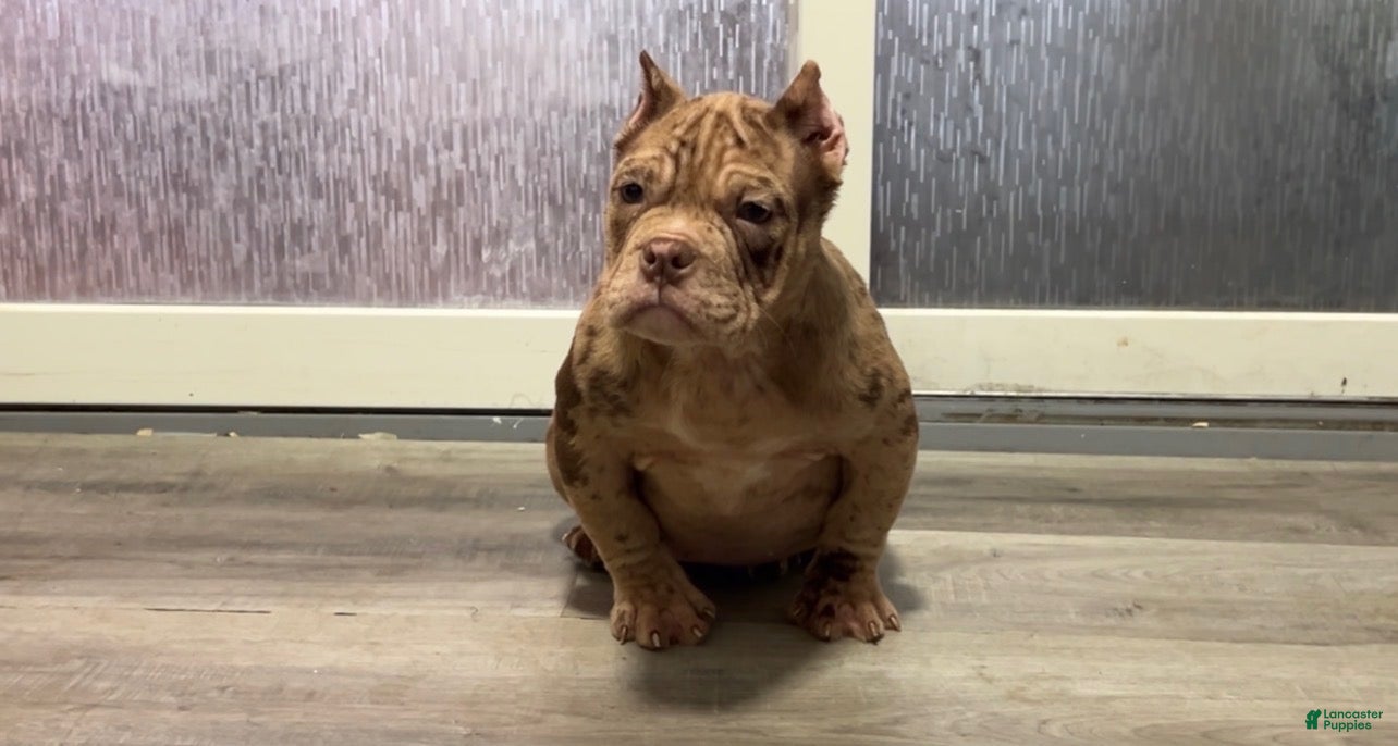 American Bully dogs American Bully Puppy 1 - Ad 1