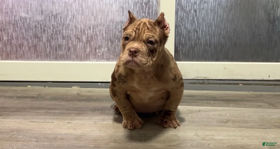 American Bully dogs for sale: American Bully Puppy 1 - Ad 1