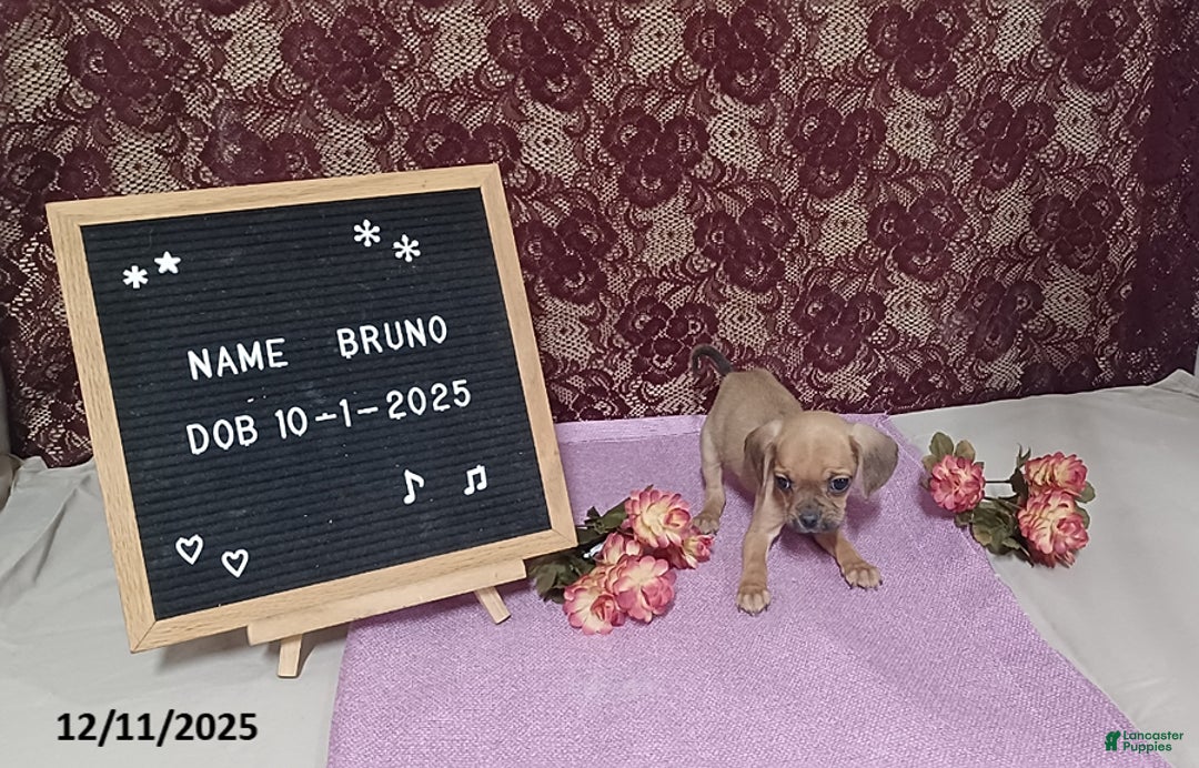 Puggle dogs for sale: Bruno - Ad 2