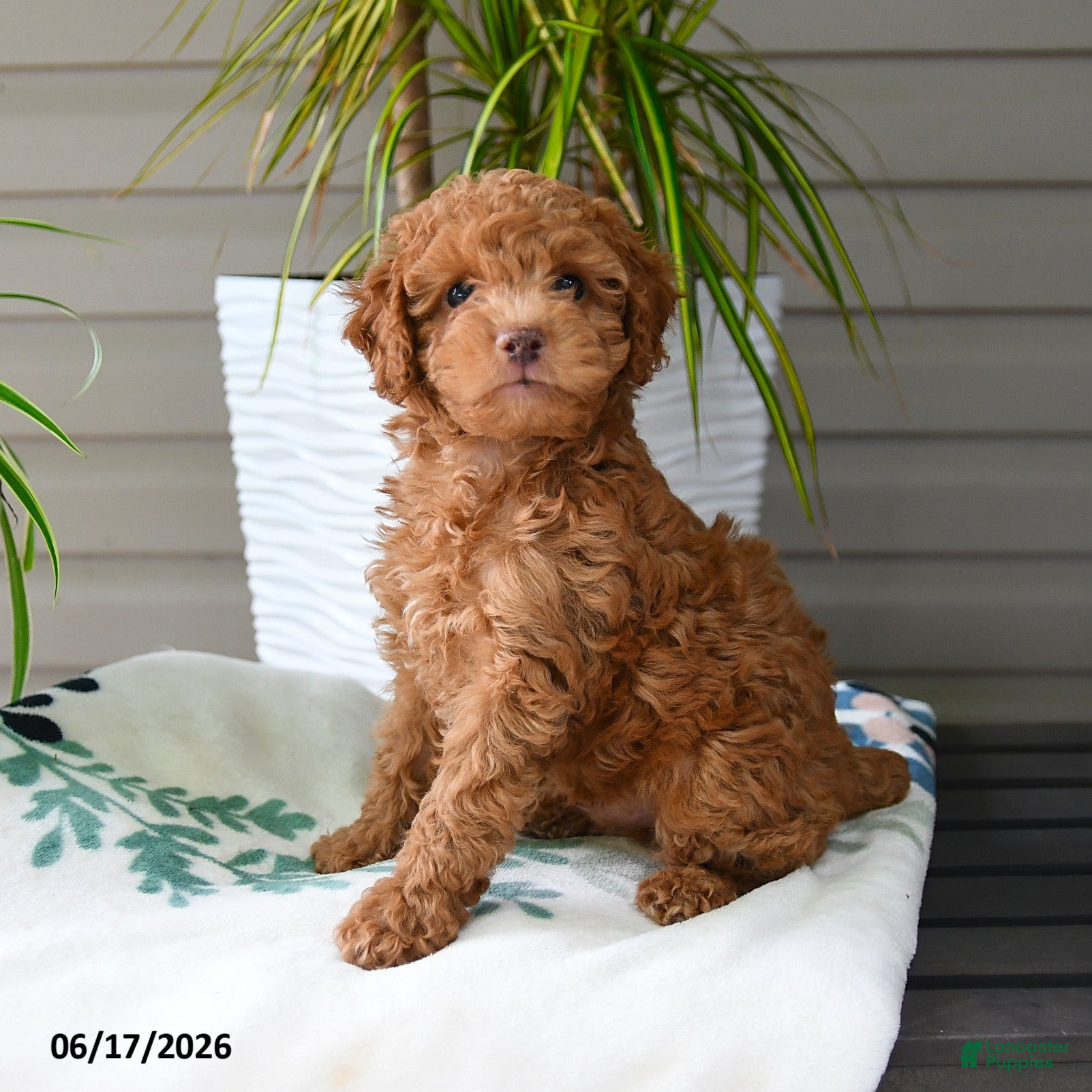 Miniature Poodle dogs Mikki - Ad 2
