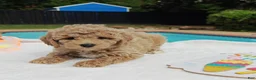 Mixed Breed dogs for sale: Toby Goldendoodle-Cavapoo 817-917-0564 - Ad 3