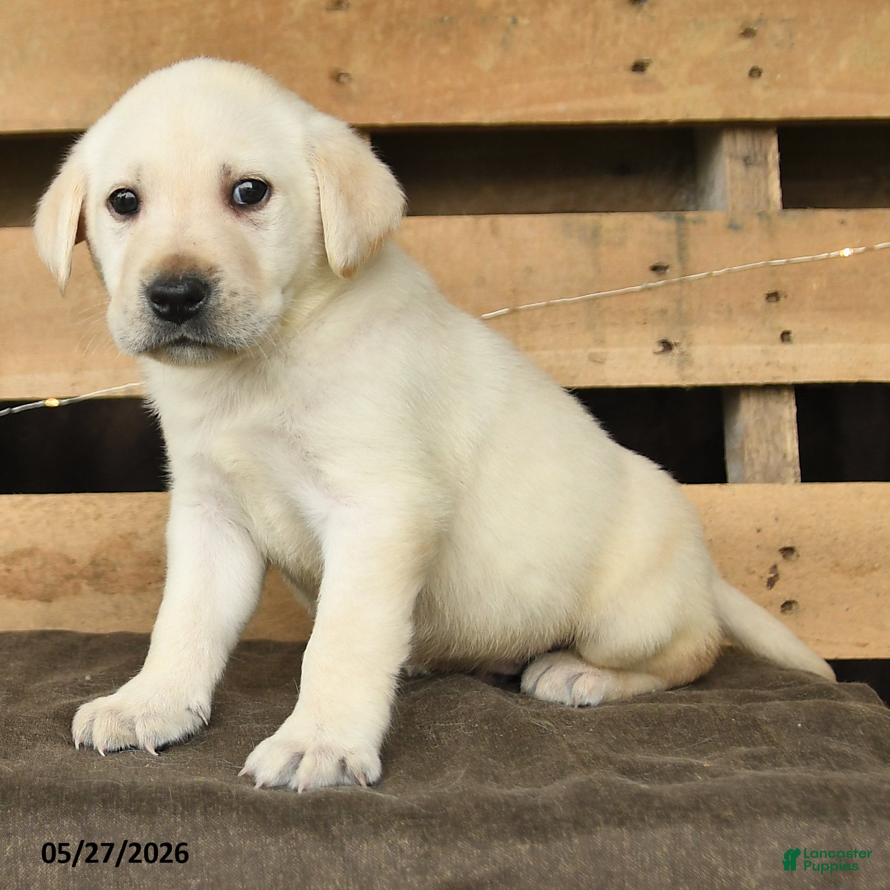 Labrador Retriever dogs Freedom - Ad 2