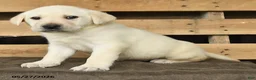 Labrador Retriever dogs for sale: Freedom - Ad 2