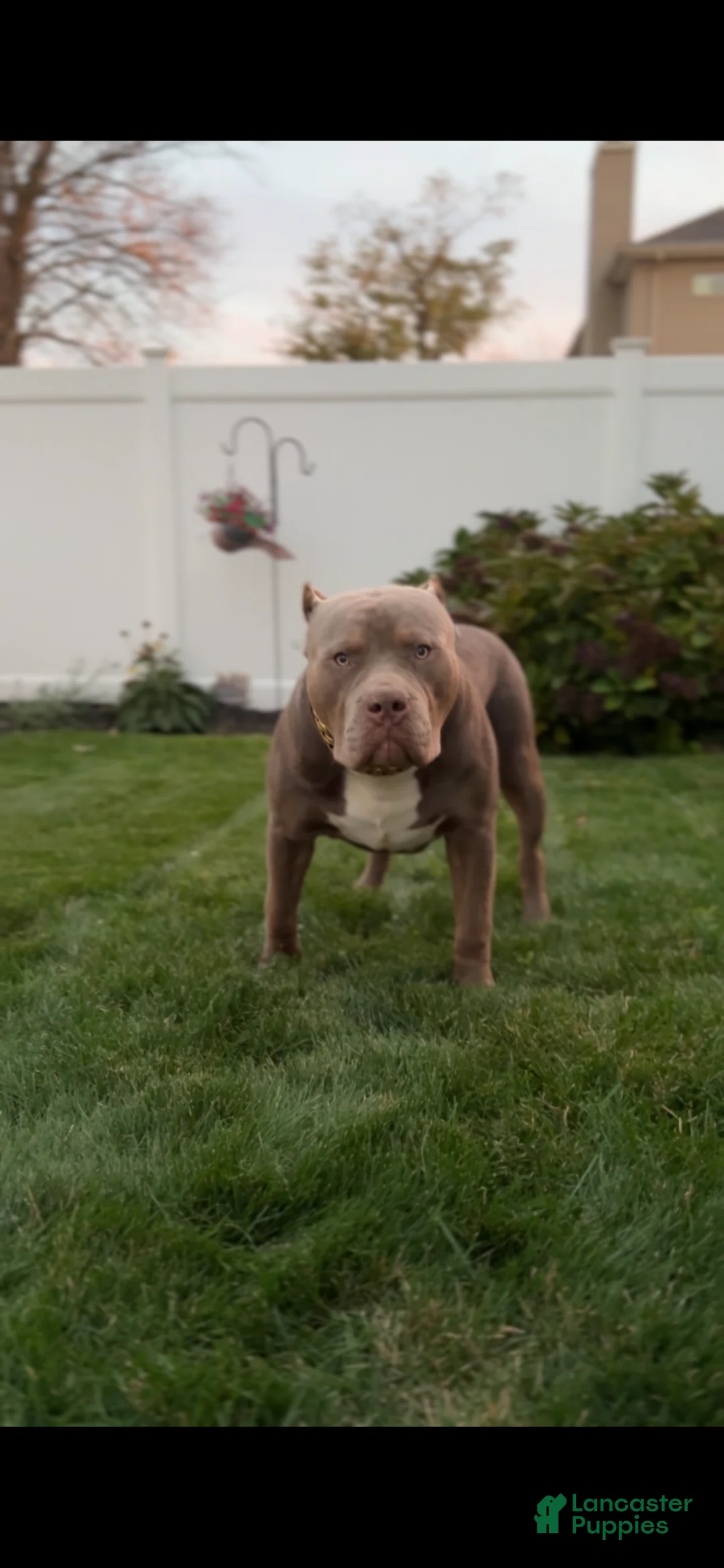 American Bully dogs for stud: ZPB BIG BANKS - Ad 2