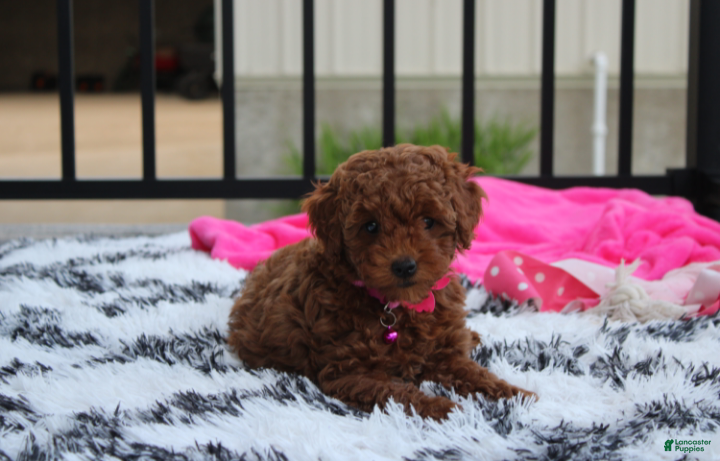 Miniature Poodle dogs Sally - Ad 2