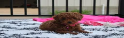 Miniature Poodle dogs for sale: Sally - Ad 2