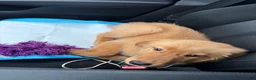 Golden Retriever dogs for sale: Golden Retriever 1 - Ad 4