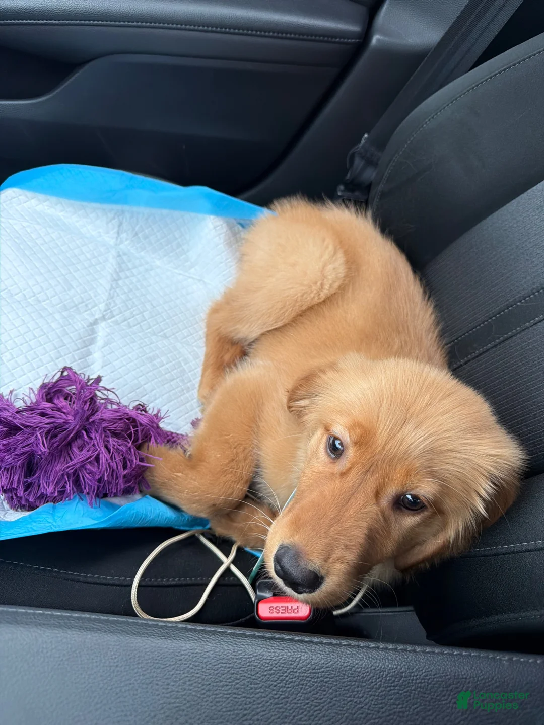 Golden Retriever dogs for sale: Golden Retriever 1 - Ad 4