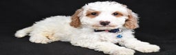 Cavapoo dogs for sale: Smokey - Ad 4