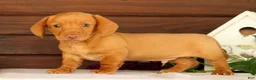 Miniature Dachshund dogs for sale: Rocky - Ad 5