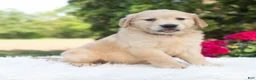 Golden Retriever dogs for sale: Bonnie  - Ad 4