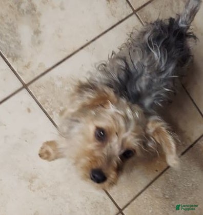 Yorkshire Terrier dogs Yorkshire Terrier Puppy *MERLE Male  - Ad 4