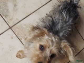 Yorkshire Terrier dogs Yorkshire Terrier Puppy *MERLE Male - Ad 2