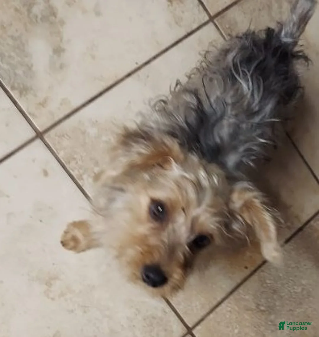 Yorkshire Terrier dogs for sale: Yorkshire Terrier Puppy *MERLE Male  - Ad 1