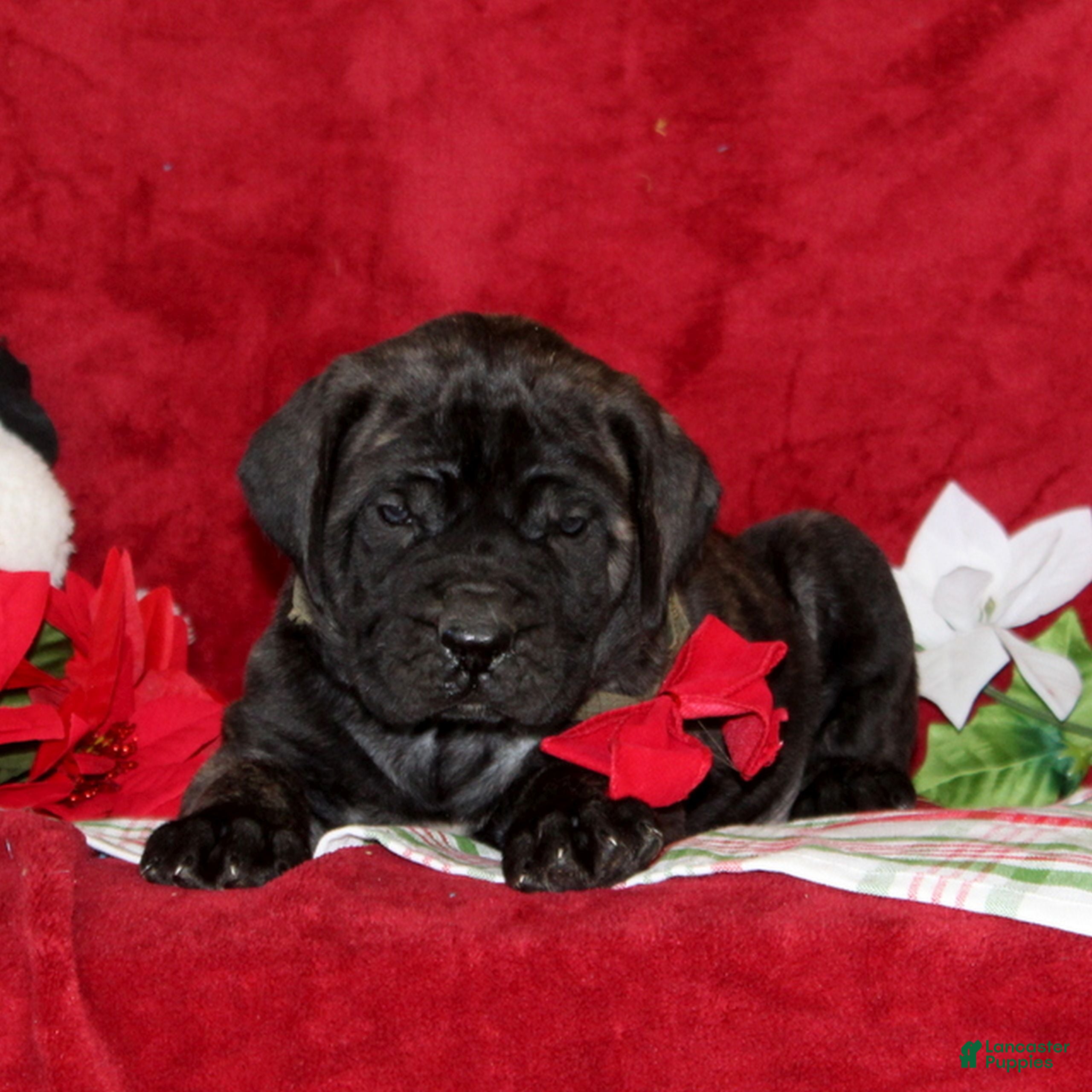 English Mastiff dogs Theo  - Ad 9