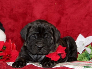 English Mastiff dogs Theo - Ad 9