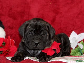 English Mastiff dogs Theo - Ad 4