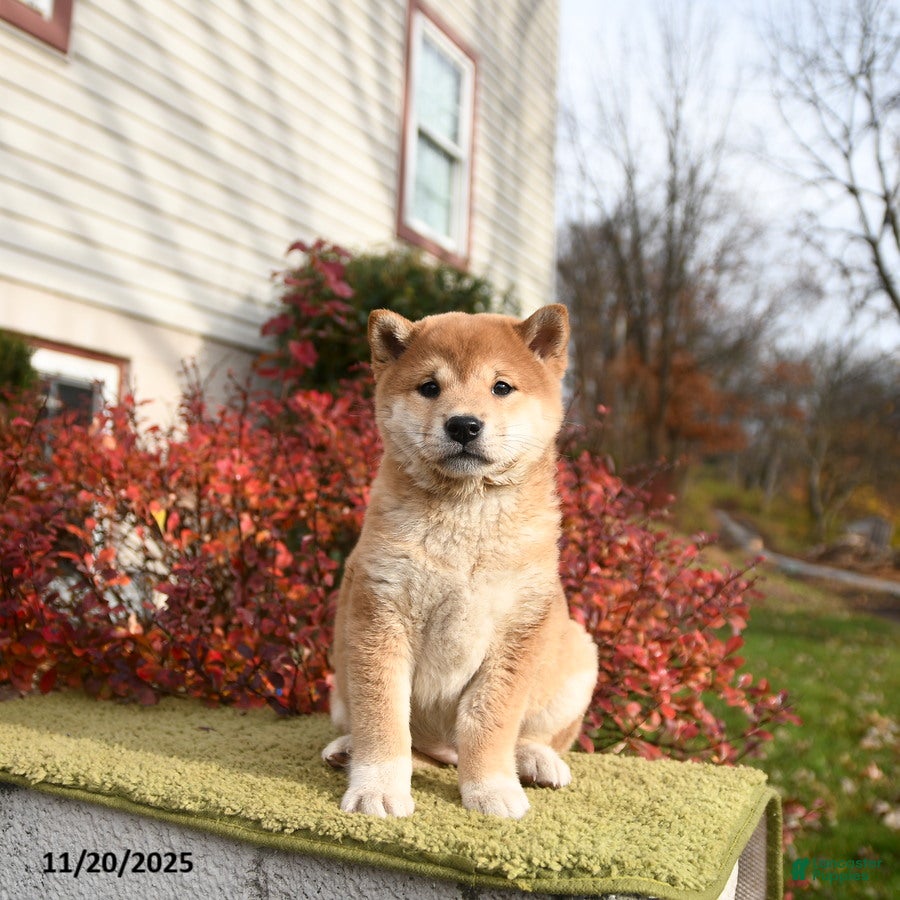 Shiba Inu dogs Fiona - Ad 6
