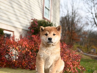 Shiba Inu dogs Fiona - Ad 16